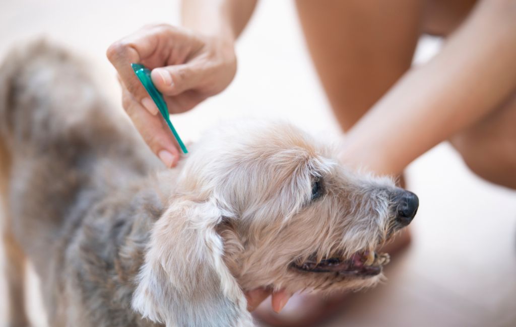 Are there any potential side effects or precautions when using Simparica for dogs?